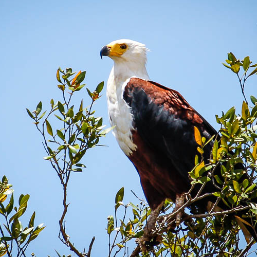 Isimangaliso Wetland Park-Bird Watching