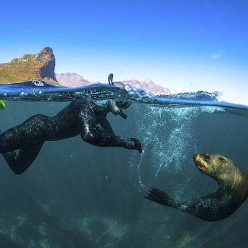 Seal Snorkeling Cape Town