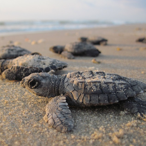 Thonga Beach Lodge - Turtle Tracking