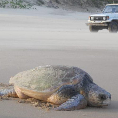 Thonga Beach Lodge - Turtle Tracking
