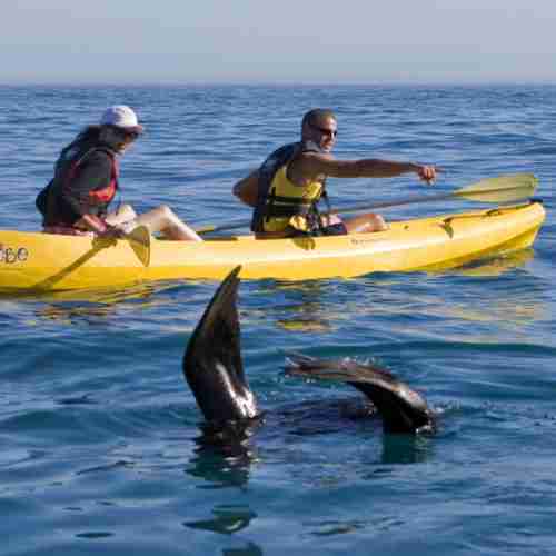 Walker Bay Adventures -Sea Kayaking